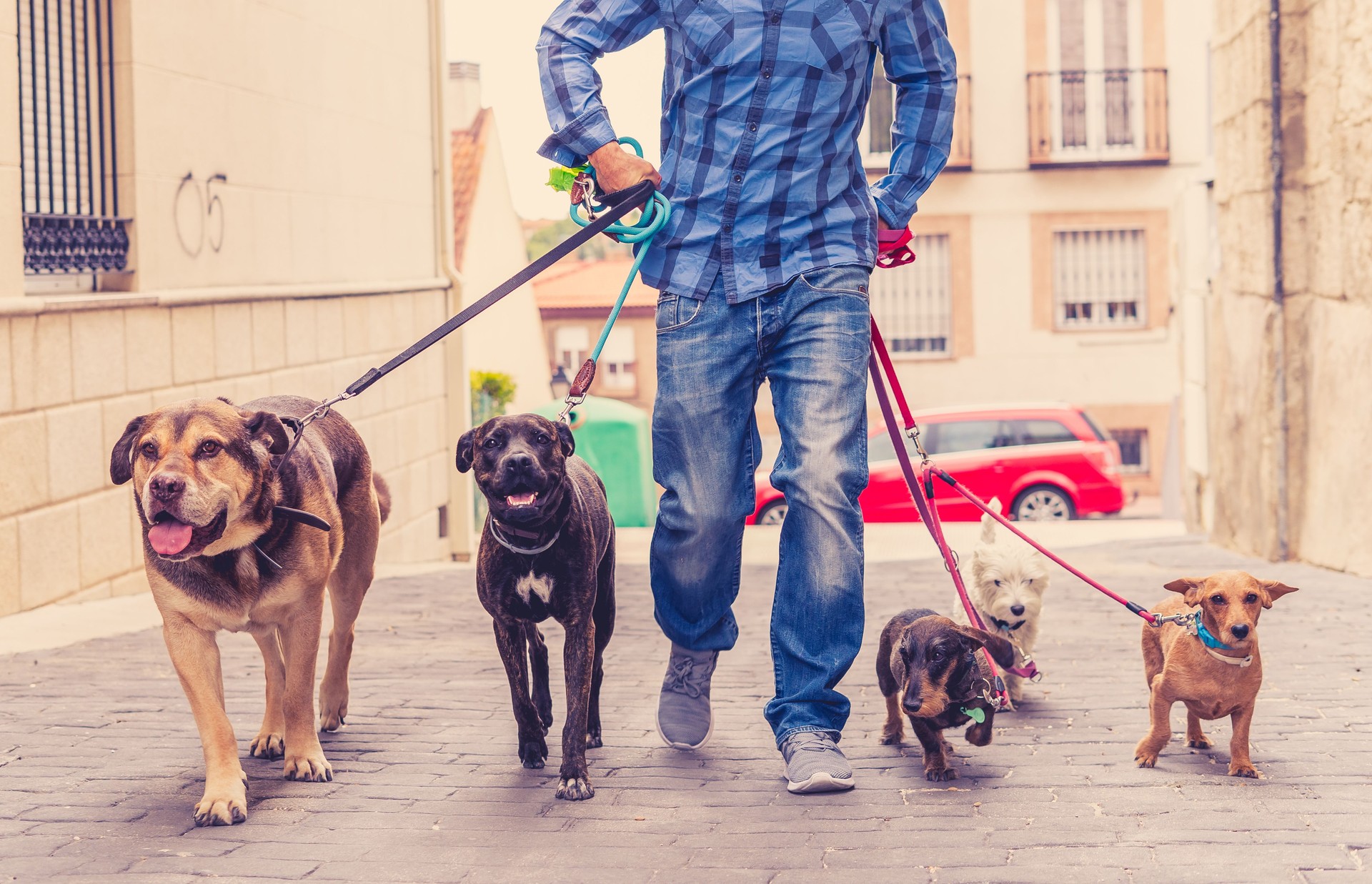 Professional dog walker or pet sitter walking a pack of cute different breed and rescue dogs on leash at city street. Vet and Dog lover people.