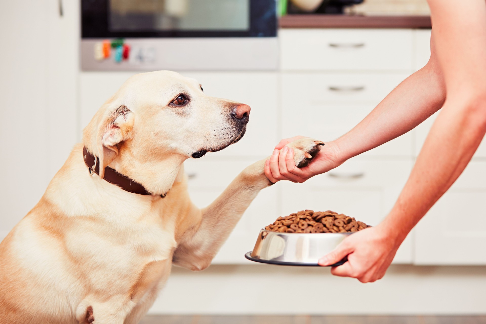 Hungry dog