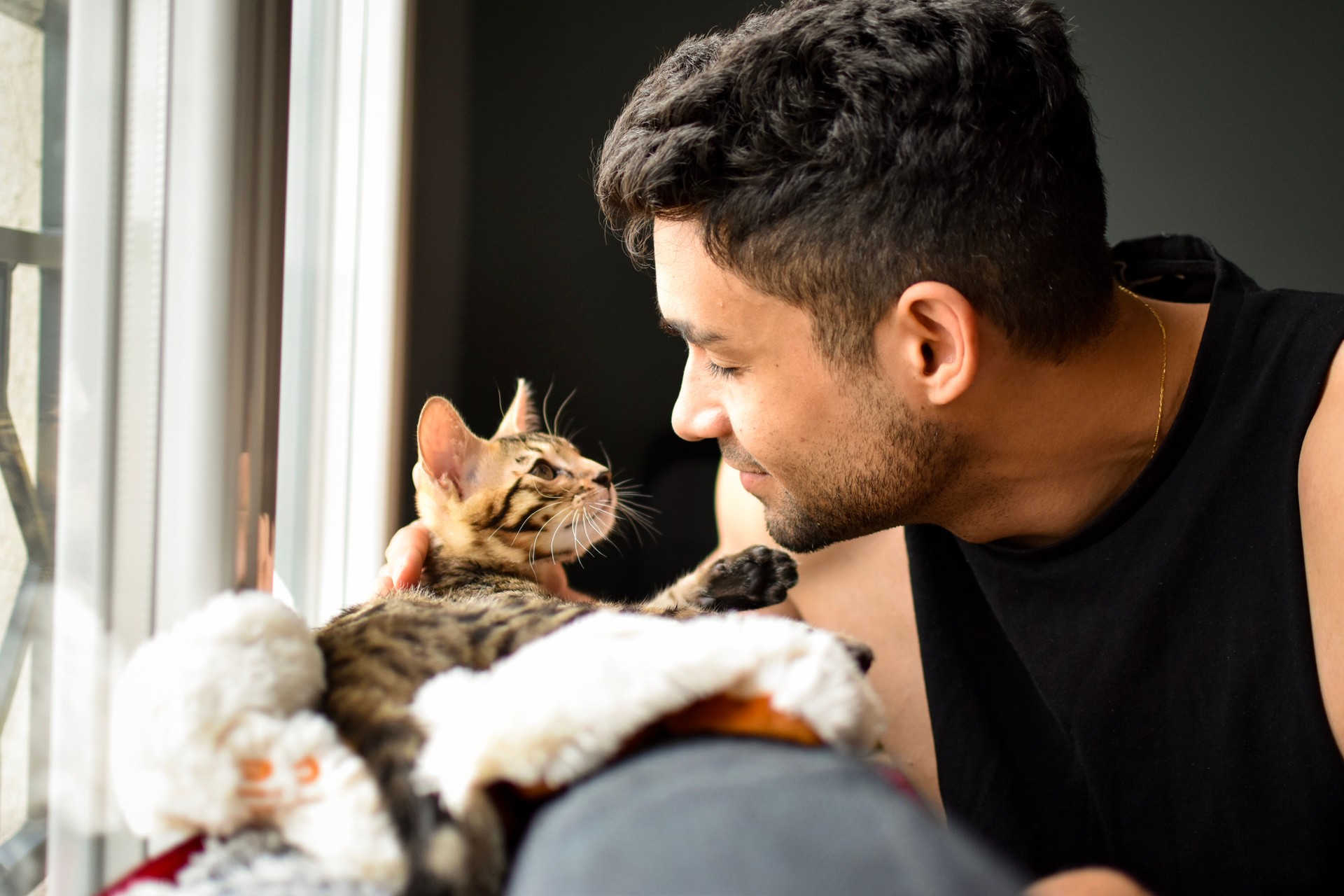 Kitten bengal cat pet looking at a mixed race man